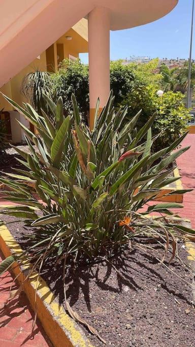 Costa Adeje, 2 Bedrooms Apartment Exterior photo